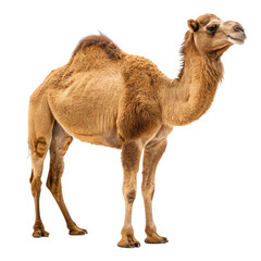 A dromedary camel stands isolated on a transparent background