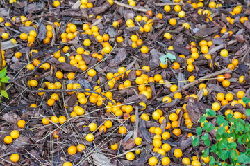 Vibrant autumn fallen leaves creating colorful golden and yellow natural carpet on forest ground
