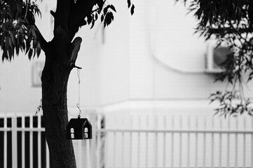 black and white photo of tree with a small house hanging