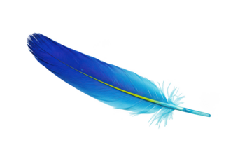 Single blue feather with yellow line isolated on transparent background
