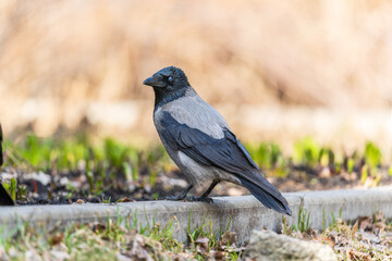 Hooded crow, corvus cornix, standing on the lawn in the spring or summer