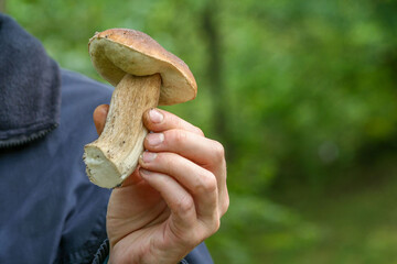 A hand holds a freshly picked porcini mushroom in the forest.