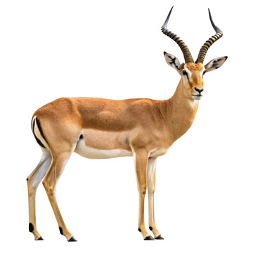 A male impala antelope standing gracefully on a transparent background