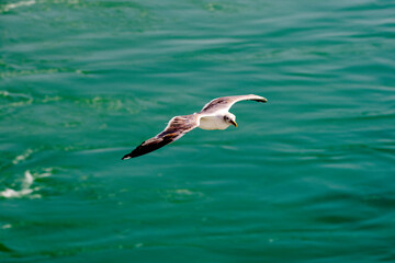 Möve in Cadiz