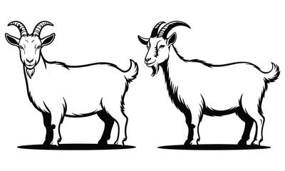 goat on white background