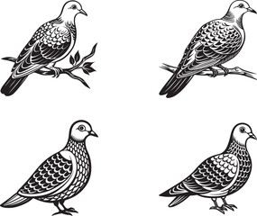 collection of birds