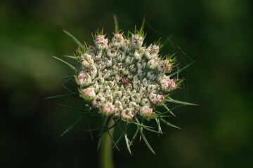 Blüte der Wilden Möhre