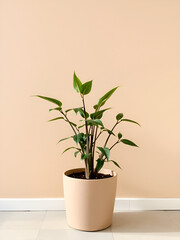 Fototapeta premium Beige pot with a houseplant against a muted beige wall.