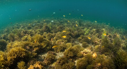 Fototapeta premium Underwater Seabed Panorama