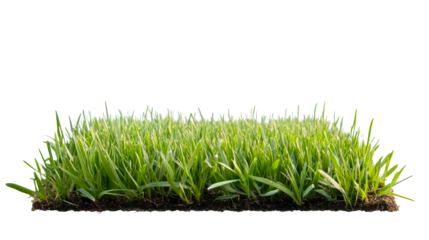 Fresh green grass with healthy roots growing in sunlight