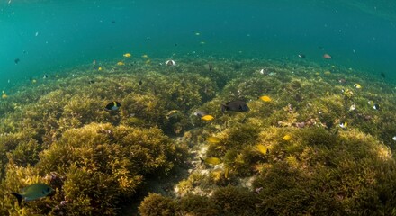 Obraz premium Underwater kelp forest teeming with fish (1)