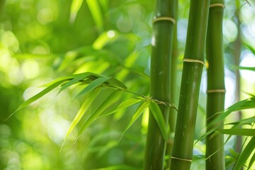 Fototapeta premium Close up of vibrant green bamboo stalks and leaves, creating a lush, natural, and serene background