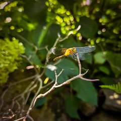 a golden dragonfly perched on a slender, dry twig in mid-summer with bokeh light effect background