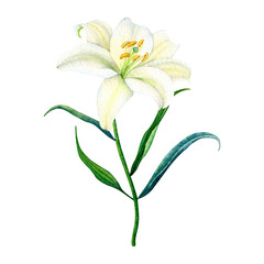 Delicate watercolor white lily with green leaves