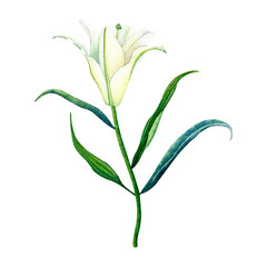 Delicate watercolor white lily with green leaves