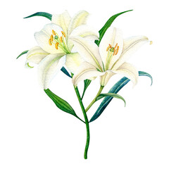 Fototapeta premium Delicate watercolor white lily with green leaves