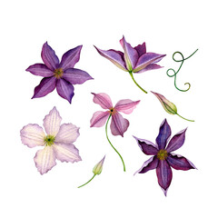 set of watercolor purple clematis
