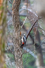 Little woodpecker sits on a tree trunk. The great spotted woodpecker, Dendrocopos major