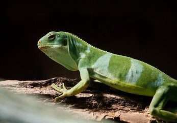 green lizard on a tree