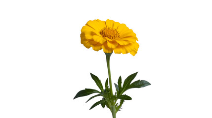 Naklejka premium Yellow marigold with green leaves on a clear background