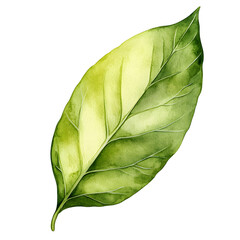 Fototapeta premium Detailed illustration of a single leaf with vibrant green and pale yellow tones.