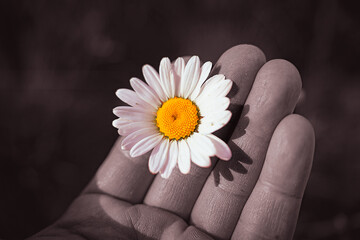 Single daisy flower held in hand — nature and simplicity