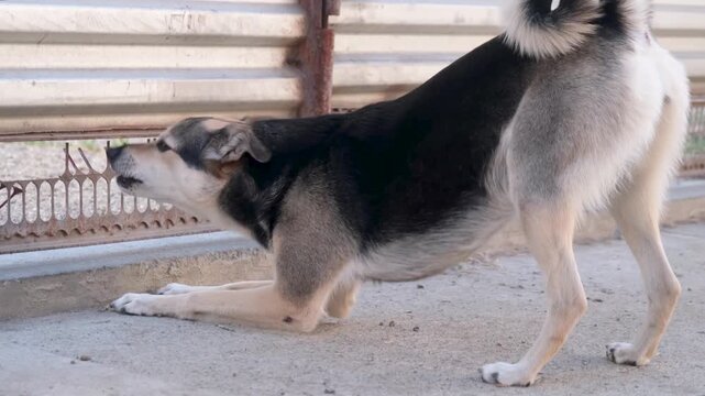 A reactive mixed breed dog barking outdoors protecting the gate