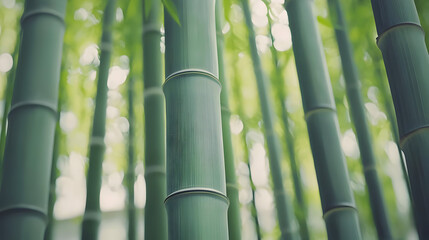 Lush green bamboo stalks, close-up view, sunlight filtering through foliage.  Dense cluster of vibrant bamboo shoots, natural beauty