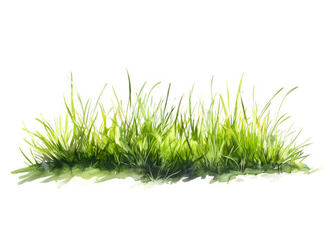 Watercolor illustration of a tuft of grass.