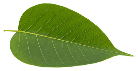 Obraz premium Green Bodhi Leaf on White Background | Sacred Fig Leaf for Spiritual Designs, Botanical Illustrations, and Symbolism Imagery