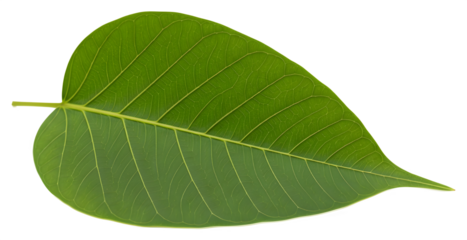 Green Bodhi Leaf on White Background | Sacred Fig Leaf for Spiritual Designs, Botanical Illustrations, and Symbolism Imagery