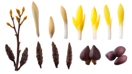 Edible buds and shoots on a transparent background