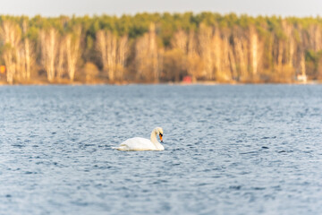 Graceful white Swan swimming in the lake, swans in the wild. Portrait of a white swan swimming on a lake.