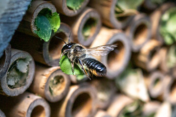 Patchwork leaf cutter bee, Megachile centuncularis, flying into nest with part of a honeysuckle leaf
