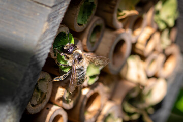 Patchwork leaf cutter bee, Megachile centuncularis, flying into nest with part of a honeysuckle leaf