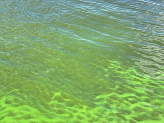 Green algae bloom on river water.