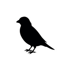 Obraz premium A barbet Bird's silhouette art on vector illustration.