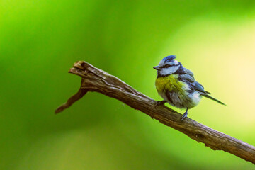 Eurasian blue tit Cyanistes caeruleus resting on curved dry branch