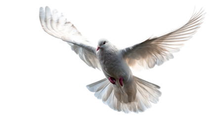 White dove in flight against a transparent background