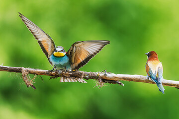 Two European bee-eaters Merops apiaster interacting on branch in wild nature