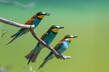 Three European bee-eaters Merops apiaster sitting aligned on tree branch