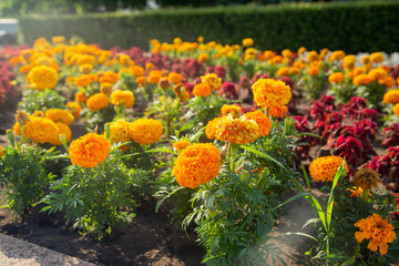 Yellow marigolds and red small flowers on a flowerbed