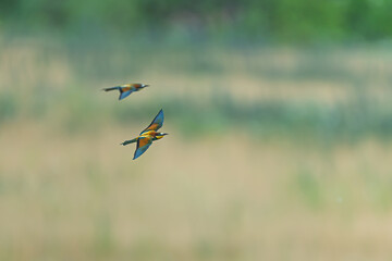 Two European bee-eaters Merops apiaster flying in synchronized motion across summer landscape