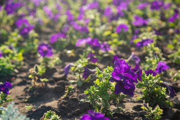 Purple petunias in a flowerbed under bright sun