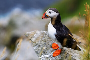 Atlantic puffin Fratercula arctica standing proudly on coastal rock