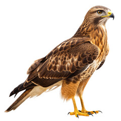 Obraz premium A brown hawk stands isolated on a transparent background