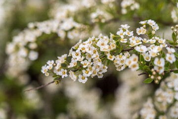 White blossoming apple trees. White apple tree flowers