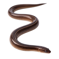 Obraz premium A brown striped eel isolated on a transparent background