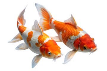 Pair of Beautiful Orange and White Koi Fish Swimming - Isolated on Transparent Background