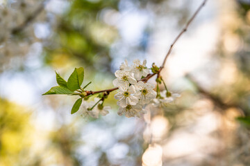 White blossoming apple trees. White apple tree flowers